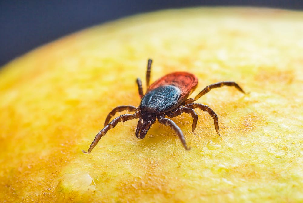 Es Posible Prevenir La Enfermedad De Lyme En El Sector Ganadero