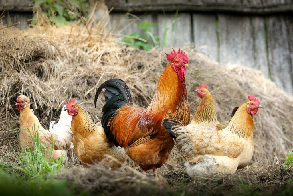 gallo y gallinas
