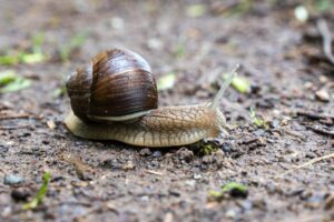 plagas de caracoles en plantas