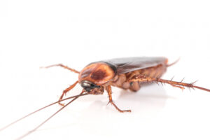 Plaga de cucarachas en verano causas, riesgos y cómo evitarla