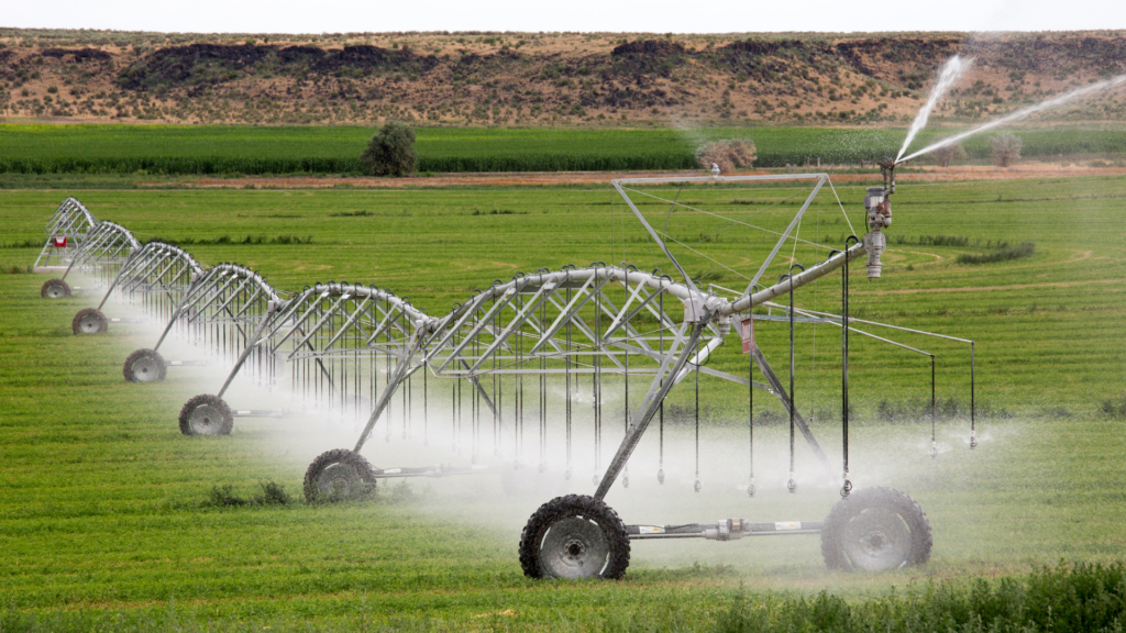 Cultivo tratado con productos fitosanitarios
