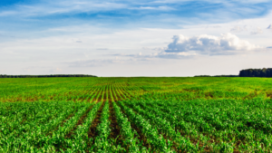 Campo de cultivo controlado por tabla de productos fitosanitarios