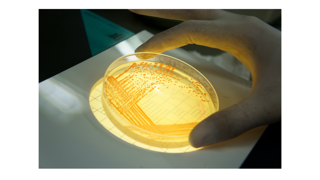 Clasificación de los biocidas